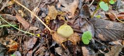 Geastrum saccatum var. saccatum