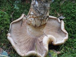 Hebeloma radicosum