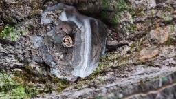 Phellinus tremulae