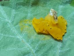 Dacrymyces chrysospermus