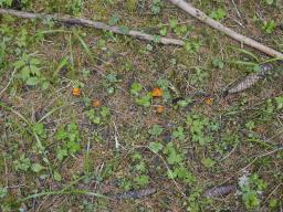 Caloscypha fulgens