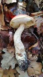 Leccinum quercinum