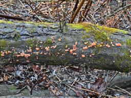 Ditangium cerasi