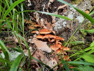 Kuehneromyces mutabilis