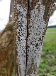 Lyomyces sambuci