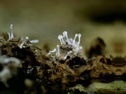 Berkelella stilbigera