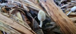 Coprinopsis friesii