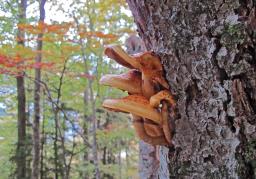 Pholiota adiposa