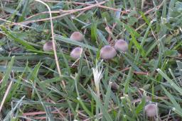 Panaeolina foenisecii