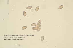 Inocybe geophylla