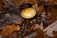 Tricholoma sulphureum
