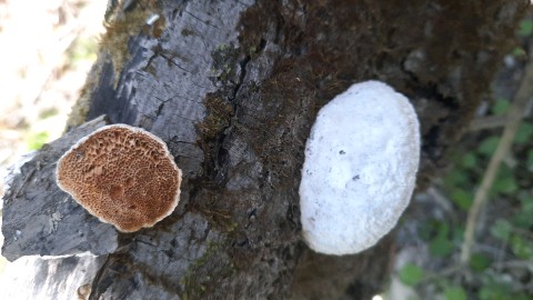 Trametes suaveolens
