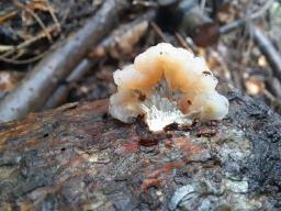 Naematelia encephala