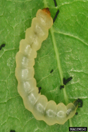 Orchestes quercus
