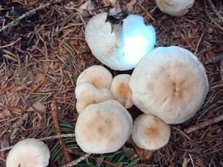 Gymnopus hariolorum