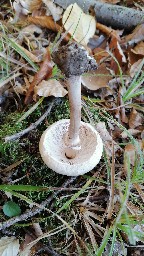 Macrolepiota permixta