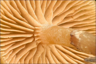 Galerina