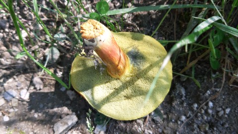 Hortiboletus rubellus