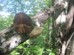 Hapalopilus nidulans
