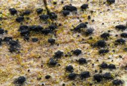 Navicella pileata