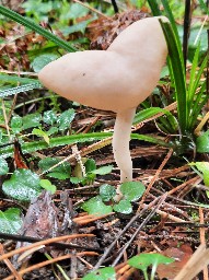 Helvella elastica
