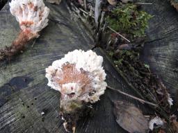 Abortiporus biennis