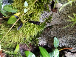 Xylaria hypoxylon