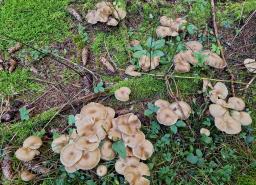 Lyophyllum daonense
