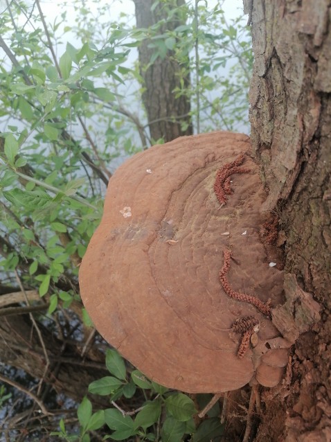 Ganoderma adspersum