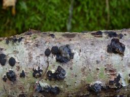 Tremella globispora