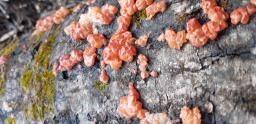 Ditangium cerasi