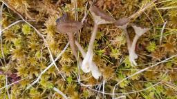 Arrhenia gerardiana