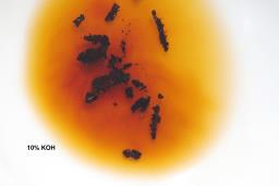 Hypoxylon rubiginosum