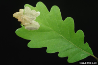 Orchestes quercus