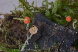 Pruinomycena acicula