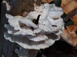 Trametopsis cervina