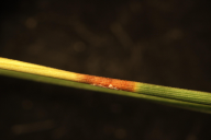 Dothistroma septosporum/pini