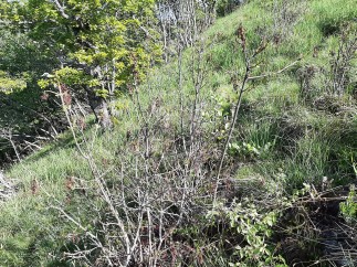 Fraxinicola orni