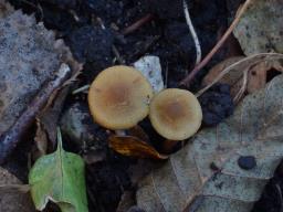 Naucoria escharioides