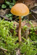 Galerina