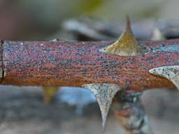 Saccothecium sepincola