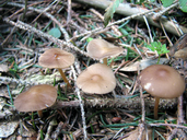 Strobilurus esculentus