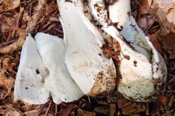 Amanita argentea