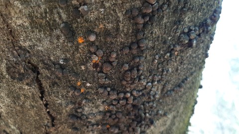 Hypoxylon howeanum
