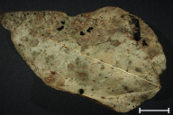 Uromyces appendiculatus
