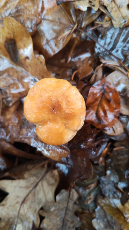 Hydnum rufescens