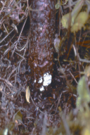 Heterobasidion annosum