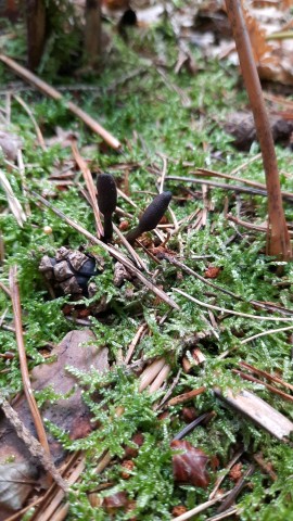 Tolypocladium ophioglossoides