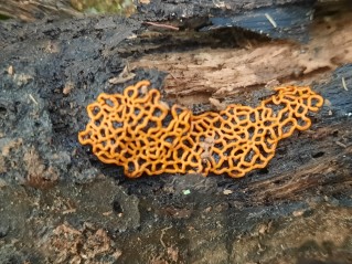 Hemitrichia serpula