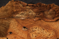 Ochropsora ariae